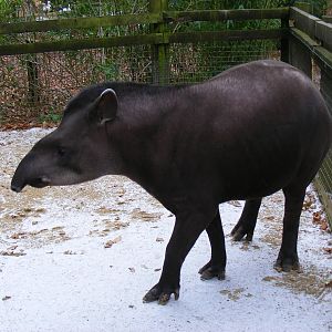 Gomez the Brazilian tapir at Cotswold Wildlife Park, 27 November 2010