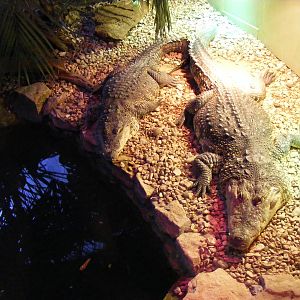 Morelet's crocodiles at Cotswold Wildlife Park, 27 November 2010