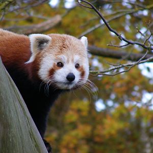 DooDoo the red panda at Cotswold Wildlife Park, 27 November 2010