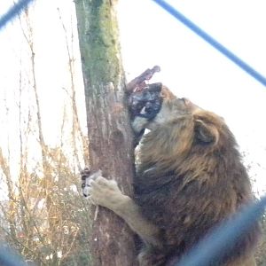 Shikar African Lion.