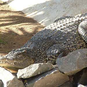 Cuban Crocodile at Monkey Park, 09/11/10