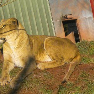 Tasa The African Lionesses