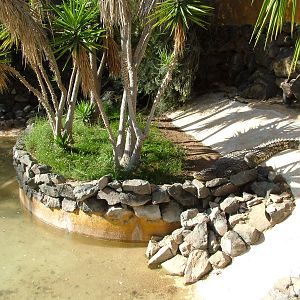 Crocodile Exhibit at Monkey Park, 09/11/10