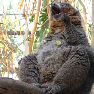 Mongoose Lemur at Monkey Park, 09/11/10