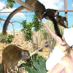 White-fronted Lemurs at Monkey Park, 09/11/10
