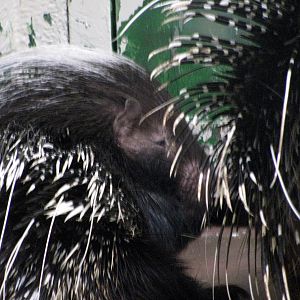 Animals & Man-African Porcupines