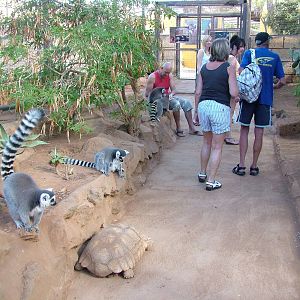 Walkthrough at Monkey Park, 09/11/10