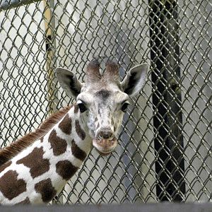 Animals & Man-Reticulated Giraffe