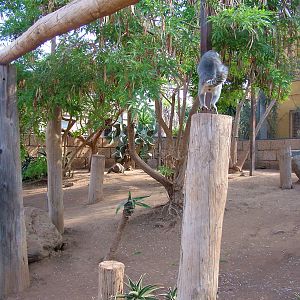 Walkthrough at Monkey Park, 09/11/10