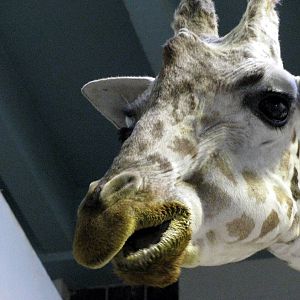 Animals & Man-Reticulated Giraffe