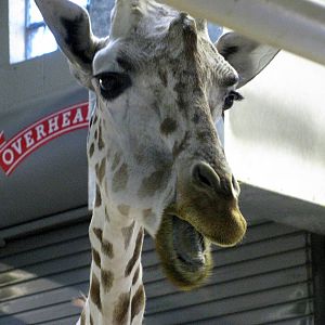 Animals & Man-Reticulated Giraffe