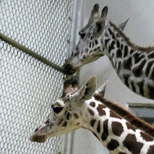 Animals & Man-Reticulated Giraffes
