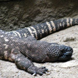 Animals & Man-Mexican Beaded Lizard