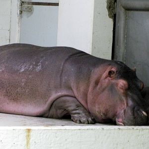 Animals & Man-Nile Hippopotamuses