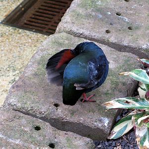 Tropical Rainforest-Crested Wood Partrige