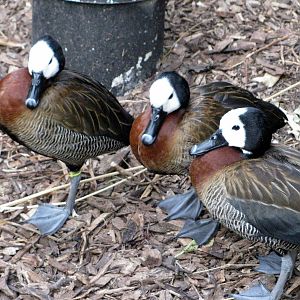 Tropical Rainforest-White-faced Whistling Ducks