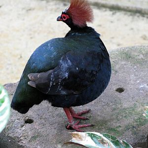 Tropical Rainforest-Crested Wood Partrige