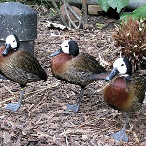 Tropical Rainforest-White-faced Whistling Ducks