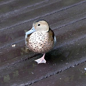 Tropical Rainforest-Ringed Teal