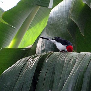 Tropical Rainforest-Yellow-billed Cardinal
