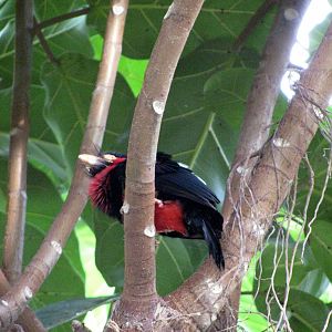 Tropical Rainforest-Bearded Barbet