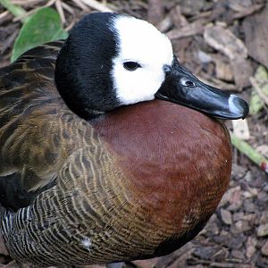 Tropical Rainforest-White-faced Whistling Duck