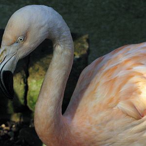 Tropical Rainforest-Chilean Flamingo