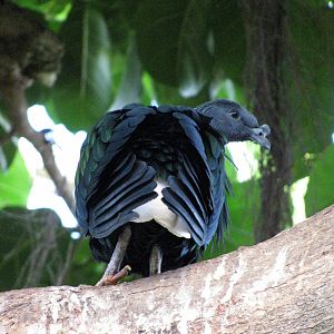 Tropical Rainforest-Nicobar Pigeon