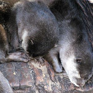 Tropical Rainforest-Asian Small-clawed Otter