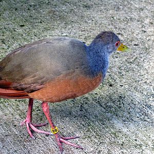 Tropical Rainforest-Grey-necked Wood Rail