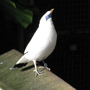 Tropical Rainforest-Bali Mynah