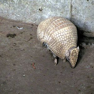 Tropical Rainforest-Three-banded Armadillo