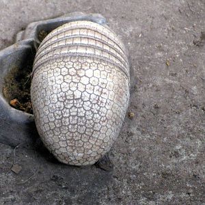 Tropical Rainforest-Three-banded Armadillo