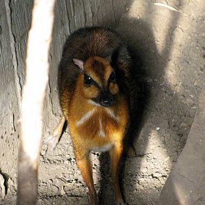 Tropical Rainforest-Malayan Chevrotain