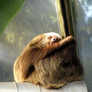 Tropical Rainforest-Two-toed Sloth