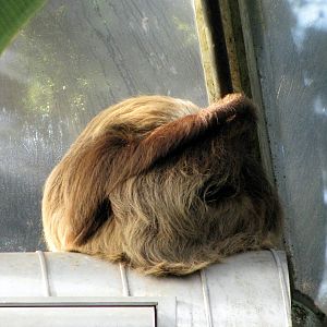 Tropical Rainforest-Two-toed Sloth