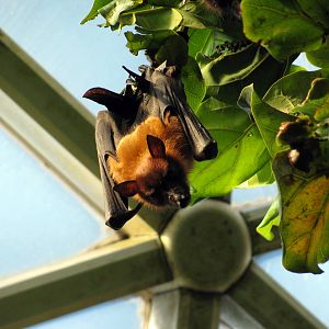 Tropical Rainforest-Flying Fox