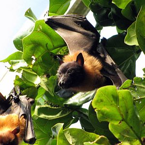 Tropical Rainforest-Flying Fox