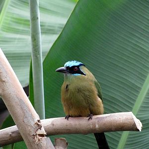 Tropical Rainforest-Blue-crowned Motmot