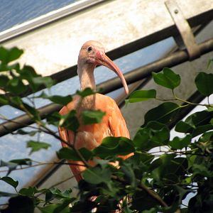 Tropical Rainforest-Scarlet Ibis