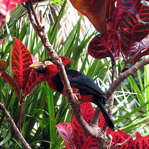 Tropical Rainforest-Bearded Barbet
