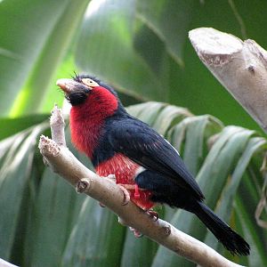 Tropical Rainforest-Bearded Barbet