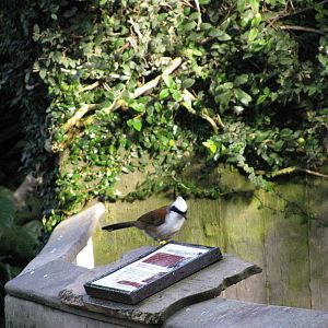Tropical Rainforest-White-crested Laughing Thrush