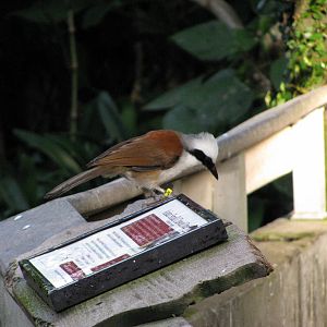 Tropical Rainforest-White-crested Laughing Thrush