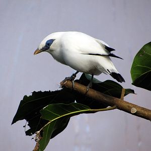 Tropical Rainforest-Bali Mynah