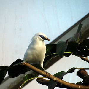 Tropical Rainforest-Bali Mynah