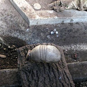 Tropical Rainforest-Three-banded Amadillo