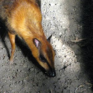 Tropical Rainforest-Malayan Chevrotain