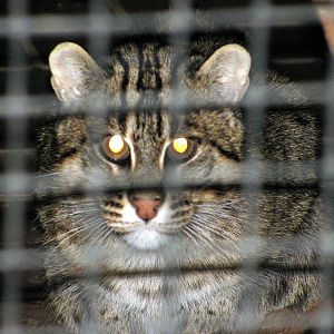 Tropical Rainforest-Fishing Cat
