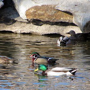 Waterbird Ponds-Wild Mallard and Wood Duck